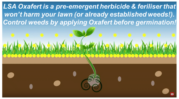 Lawn Solutions Oxafert Herbicide & Fertiliser 3kg - how it works - buy online