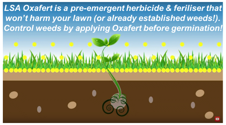 oxafert herbicide and fertiliser Oxafert Pre-Emergent Herbicide & Fertiliser – Green Life Turf